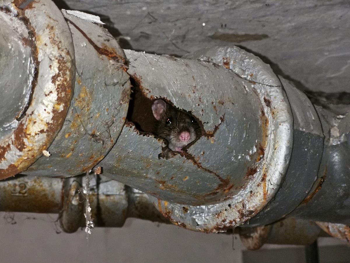 Expert pest control in Yorkshire for rats in drains and damaged pipes.