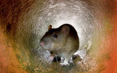 Protect Drains From Rodents
